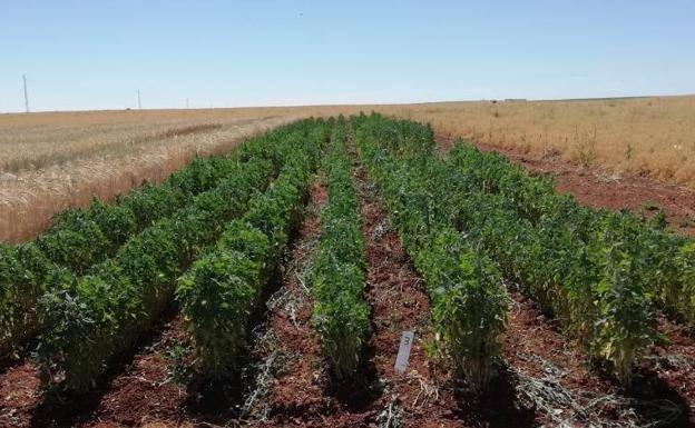 La PAC cumple 60 años