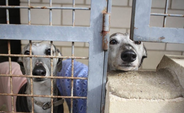 «Desde que se anunció la ley de protección animal ha habido menos adopciones y más abandonos»