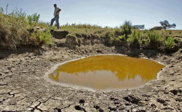 Cooperativas denuncia que Agroseguro no refleja la realidad de la sequía en Extremadura