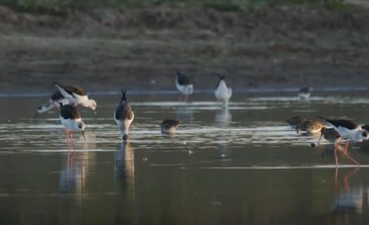 FIO arranca en Monfragüe con rutas, conferencias o talleres