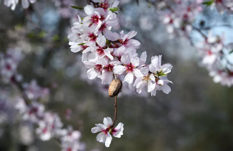 Fotos: Floración del almendro en la provincia de Cáceres | Hoy