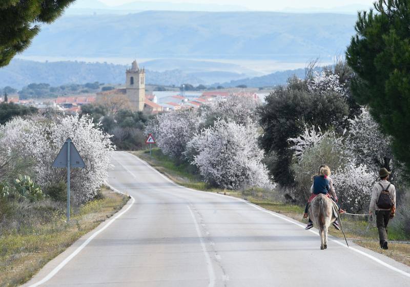 Floración del almendro en la provincia de Cáceres