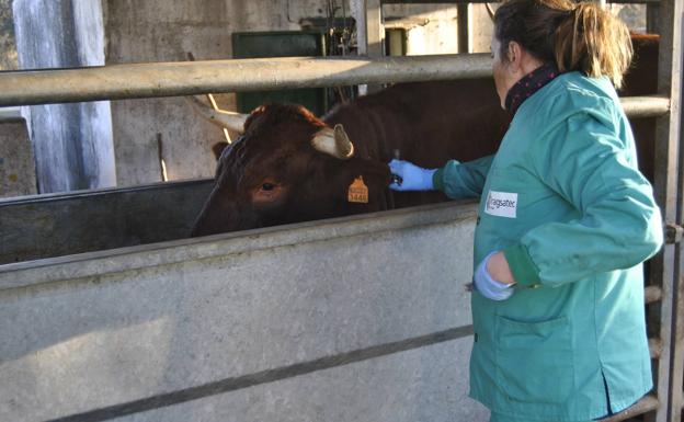 La provincia de Cáceres es declarada oficialmente indemne de brucelosis bovina