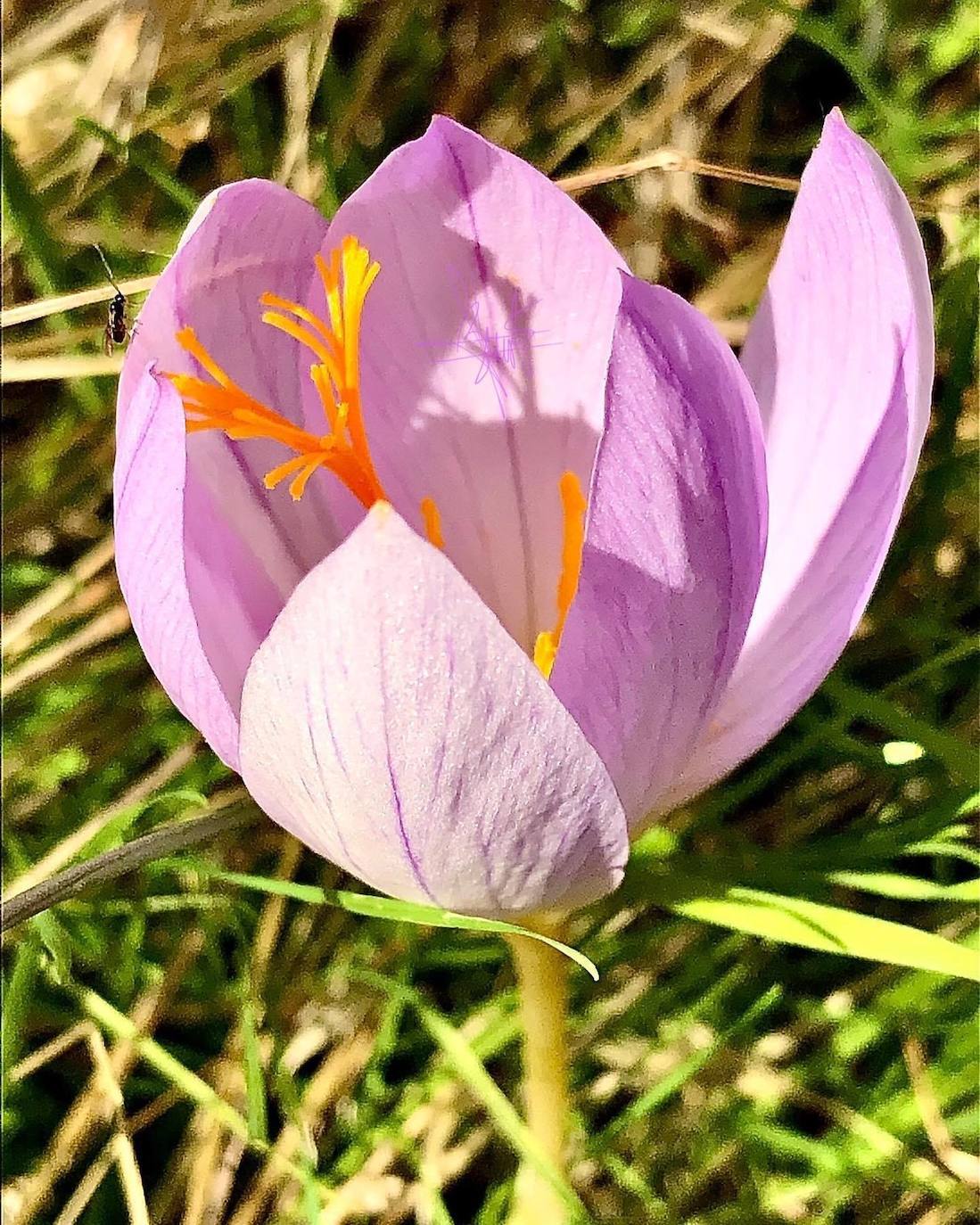 Flora, fauna y abrigos con Pinturas Rupestres en la Sierra de Hornachos