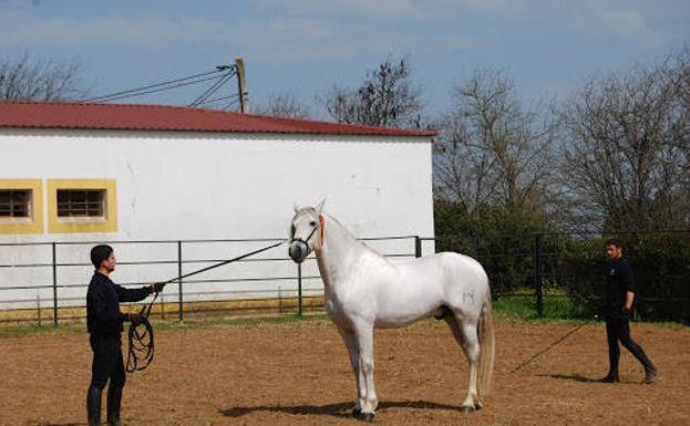 El Censyra inicia la Parada de Sementales Equinos el 2 de marzo