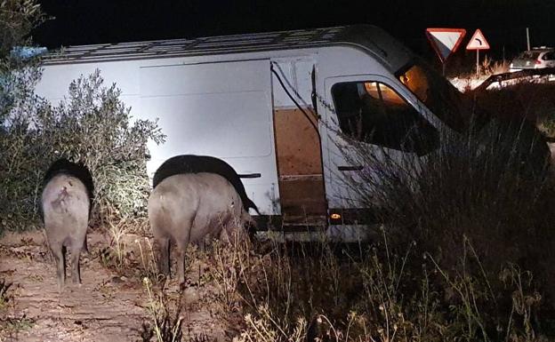 Sufre un accidente cuando llevaba seis cerdos robados de una finca de Medina de las Torres