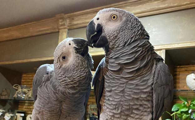 A disposición judicial por quedarse un loro de 850 euros que se había escapado en Talavera la Real