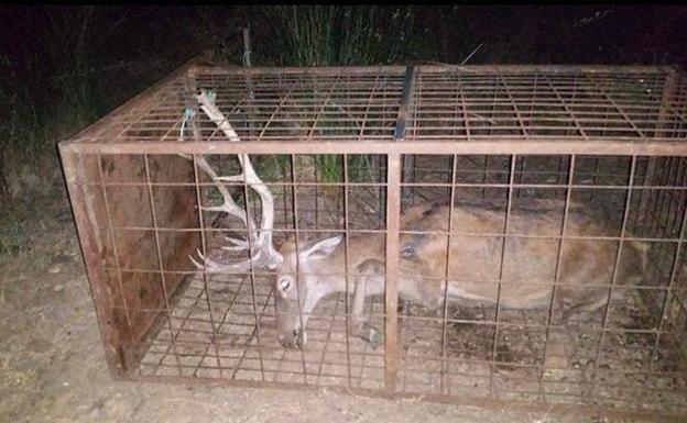 La Junta llevará a la Fiscalía los vídeos del ciervo agonizando en una jaula que se vincularon a Monfragüe