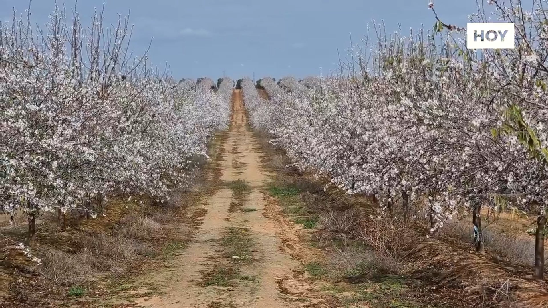 El almendro se pasa al regadío