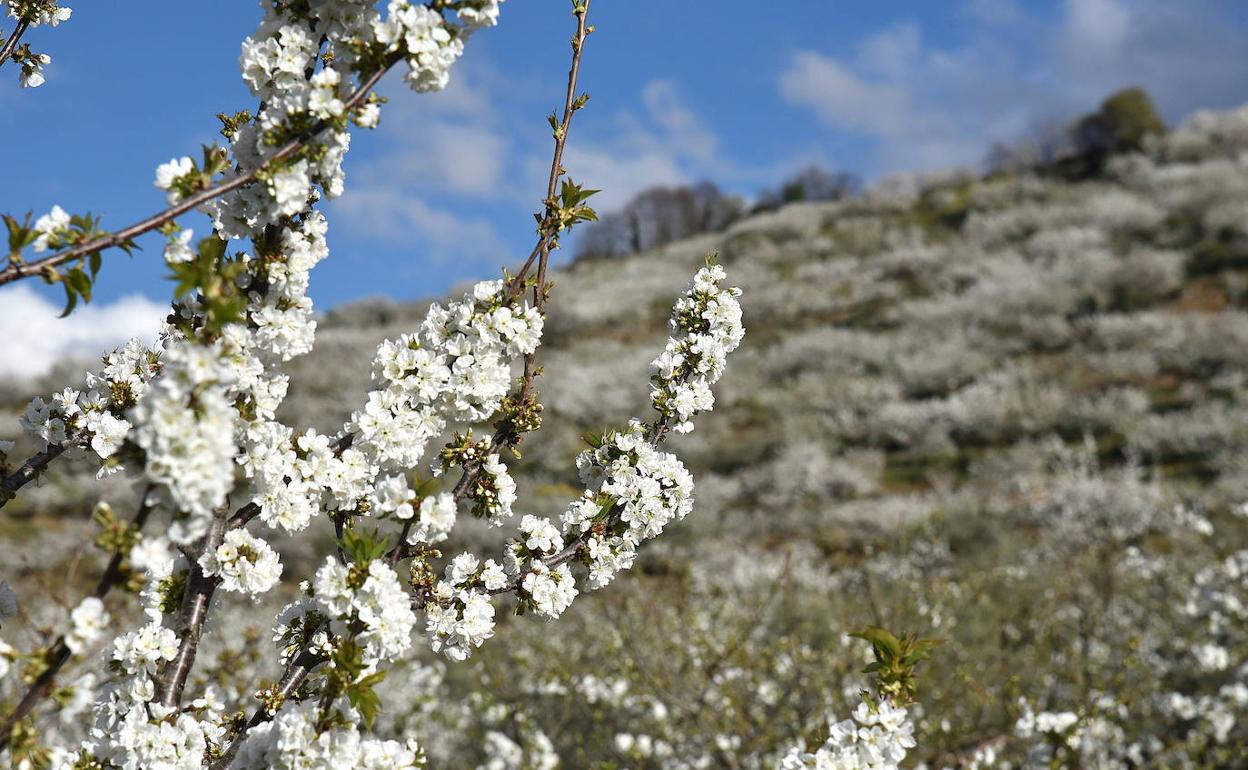 Programación Cerezo en Flor 2022: Cómo disfrutar de la fiesta y la  floración del Valle del Jerte | Hoy
