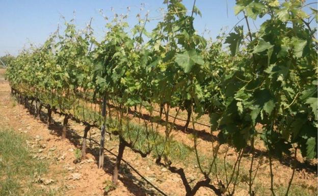 Extremadura, segunda región que más presupuesto ejecuta en la reconversión de viñedos