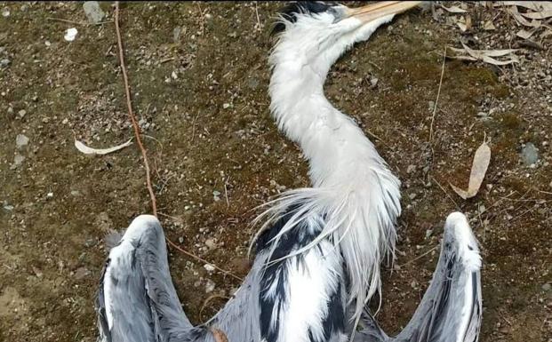 Extremadura detecta en Berlanga el tercer foco de gripe aviar
