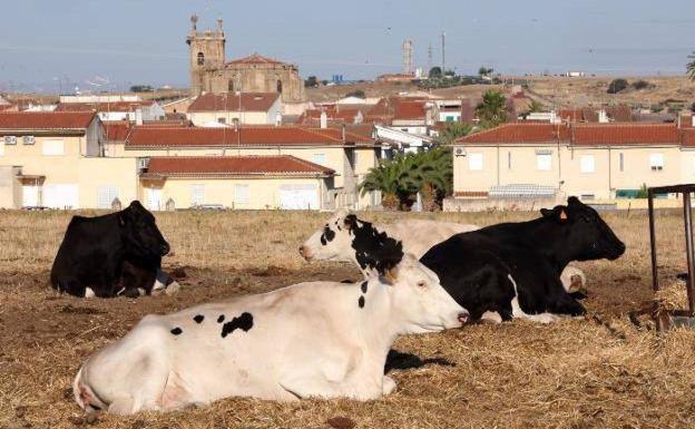 La Junta abona 36, 4 millones de euros de la ayuda asociada a la vaca nodriza