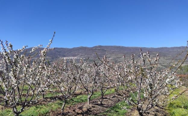 Llega una primavera que será 0,5ºC más cálida de lo normal