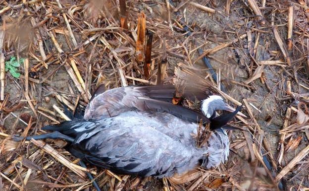 Extremadura detecta en Torrequemada un cuarto foco de gripe aviar