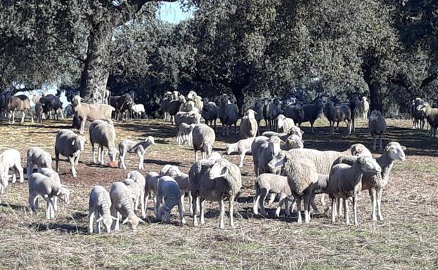 «La línea de seguro de compensación de pastos no funciona»