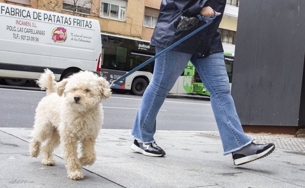 En Cáceres ya hay un perro por cada tres vecinos
