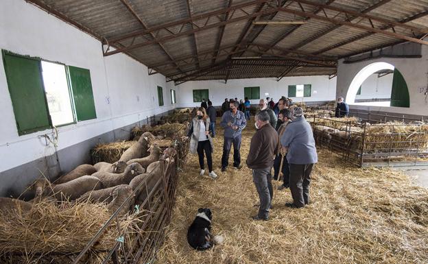 La Diputación de Cáceres entrega 178 ovejas de raza merino precoz a 31 ganaderos