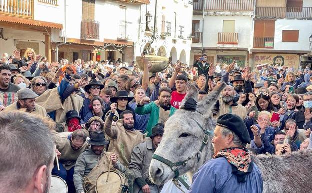 Denuncian el maltrato del burro en el 'Peropalo' de Villanueva de la Vera
