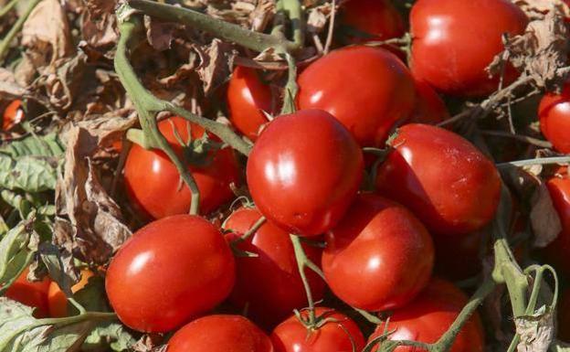 Cicytex participa en el Congreso Mundial del Tomate de Industria