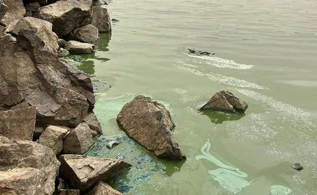 Las algas hacen peligrar el suministro de agua a nueve poblaciones pacenses