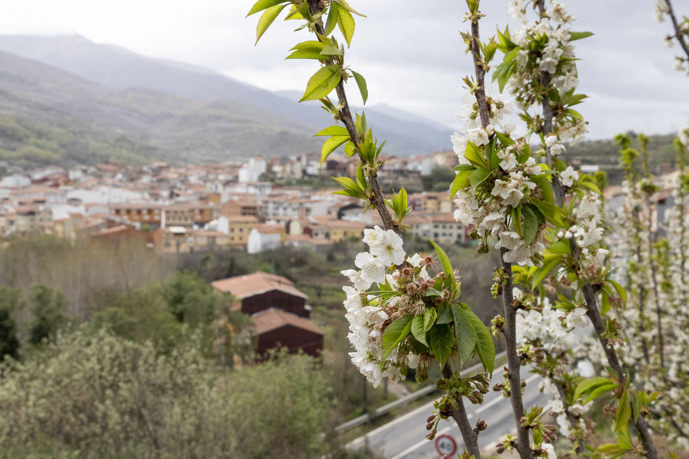 El Valle del Jerte empieza a teñirse de blanco con los primeros cerezos en flor
