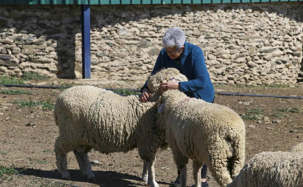 El inesperado interés por el merino australiano que se cría en Extremadura