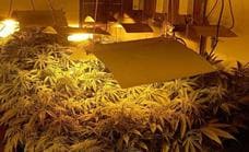 Tres detenidos en Badajoz por dos plantaciones con 225 plantas de marihuana