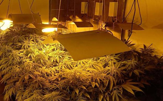 Tres detenidos en Badajoz por dos plantaciones con 225 plantas de marihuana
