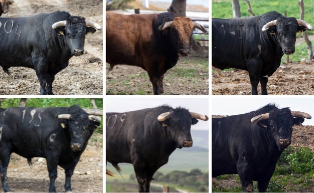 Estos son los toros de Cuvillo para el sábado en Almendralejo