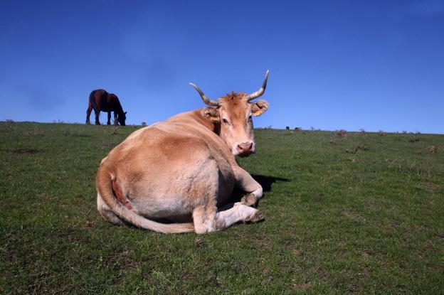 Las explotaciones de ganadería ecológica se duplican desde 2019