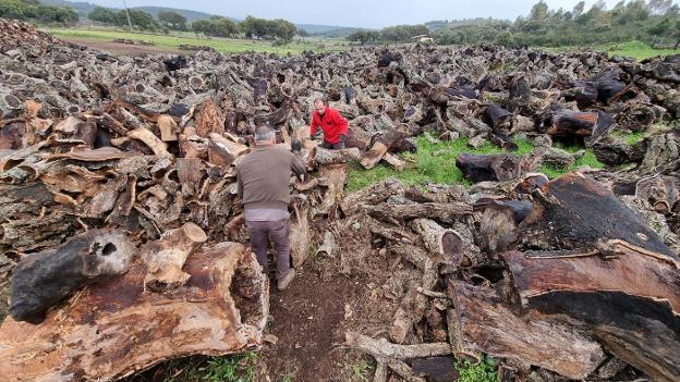 Encinas adaptadas al cambio climático