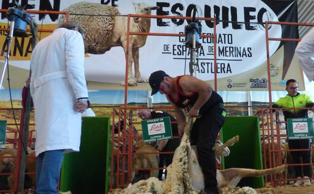 Cabeza del Buey tiene al mejor esquilador de España