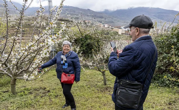 El Valle del Jerte apura los últimos días con los cerezos en flor