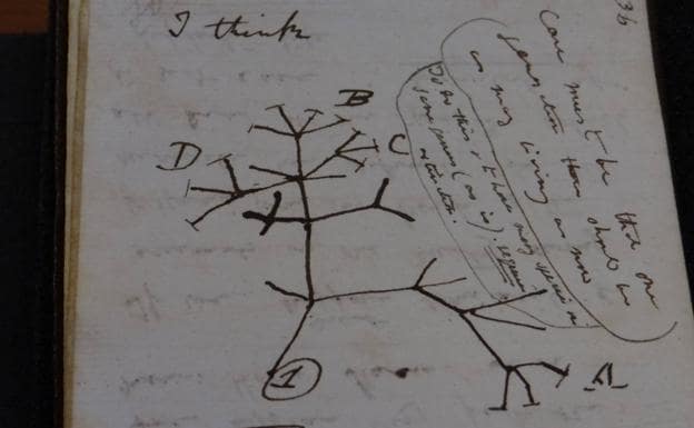 Cambridge recupera el 'Árbol de la vida' de Charles Darwin, robado hace 21 años