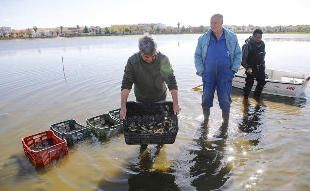 Trasladan unas 30.000 tencas de La Charca de Casar de Cáceres por su pequeño tamaño