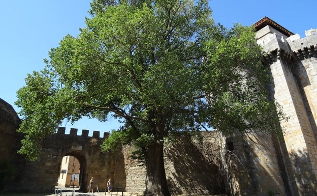 Extremadura actualiza su lista de árboles singulares, casi todos con una edad superior a los 250 años