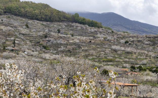 La belleza efímera de los cerezos en flor