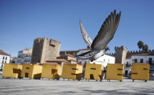El Ayuntamiento busca el aval de la Junta para sacar las palomas del casco histórico de Cáceres