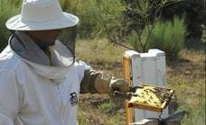 El PSOE andaluz propone que sea Patrimonio de la Humanidad la apicultura, un sector que lidera Extremadura