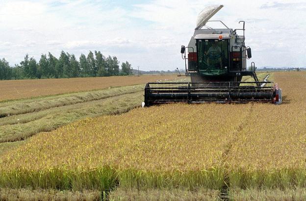 Extremadura solo podrá cultivar un 25% del arroz habitual