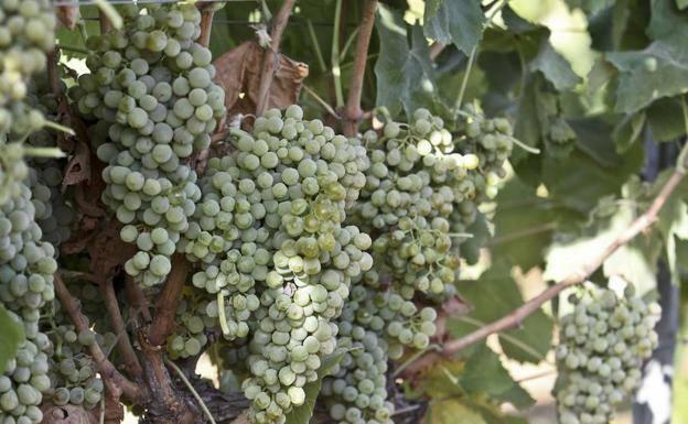 El sector vitivinícola aporta un 2,2% al PIB de Extremadura