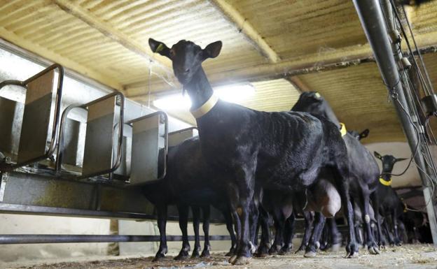 Más de 700 ganaderías de leche podrán beneficiarse de las ayudas por la guerra de Ucrania