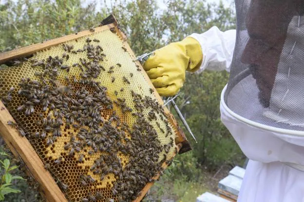 La apicultura encuentra relevo