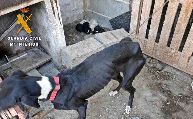 Denuncian a una vecina de Zafra por tener diez perros en estado de desnutrición y abandono