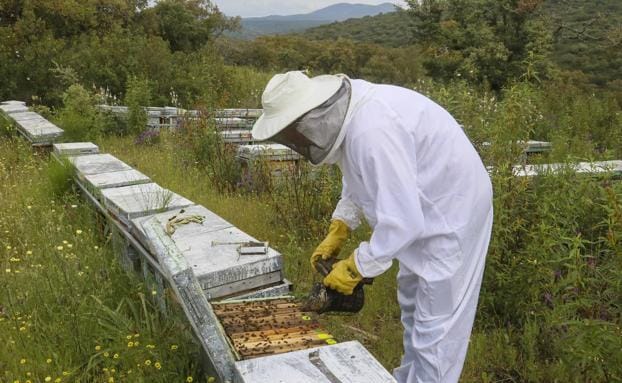 El 62% de los apicultores están en cooperativas