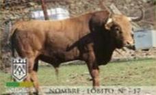 Operado el cámara corneado por un toro en las fiestas de Puebla de Argeme