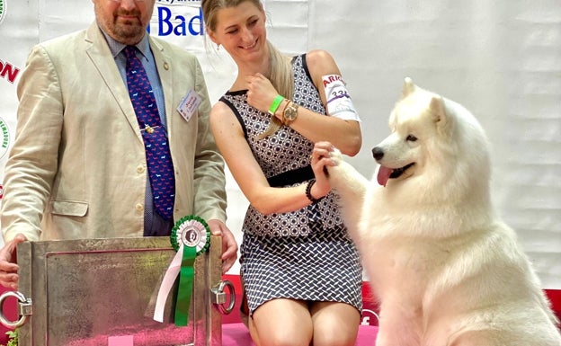 Una samoyedo triunfa en Badajoz sobre 800 perros