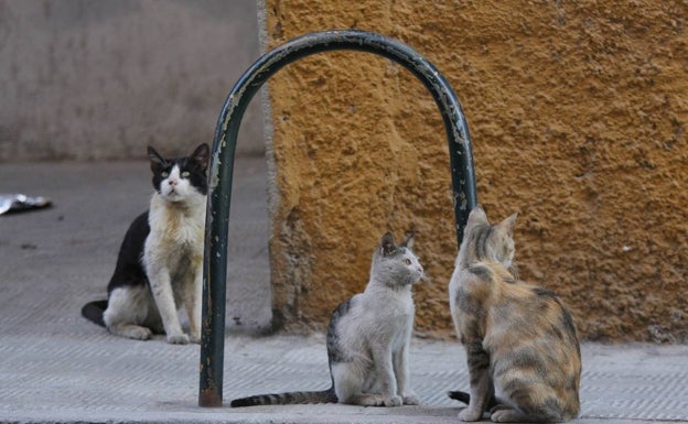 Salud Pública busca cómo atajar el exceso de gatos en Plasencia