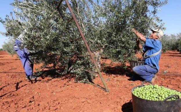 55.000 agricultores y ganaderos de Extremadura se ahorrarán 67 millones por la reducción del IRPF